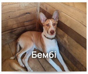 Пухнастики зі «Спецсервісу» шукають люблячі родини - Новини Кременчука2