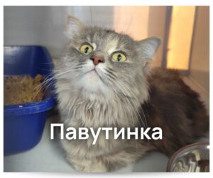 Пухнастики зі «Спецсервісу» шукають люблячі родини - Новини Кременчука1