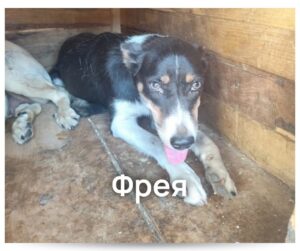 Пухнастики зі «Спецсервісу» шукають люблячі родини - Новини Кременчука4