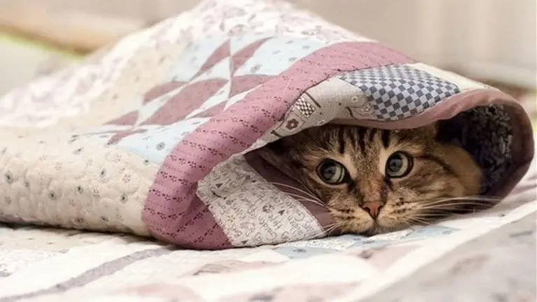 До України йде холод з півночі Європи: синоптик розповів про погоду - Новини Кременчука0