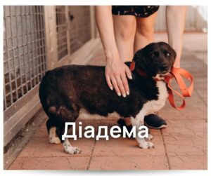 Вірні друзі чекають на вас у Спецсервісі: можливо, саме ви подаруєте їм дім? - Новини Кременчука2