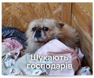 Вони чекають на вас: тваринки зі Спецсервісу шукають дім - Новини Кременчука5