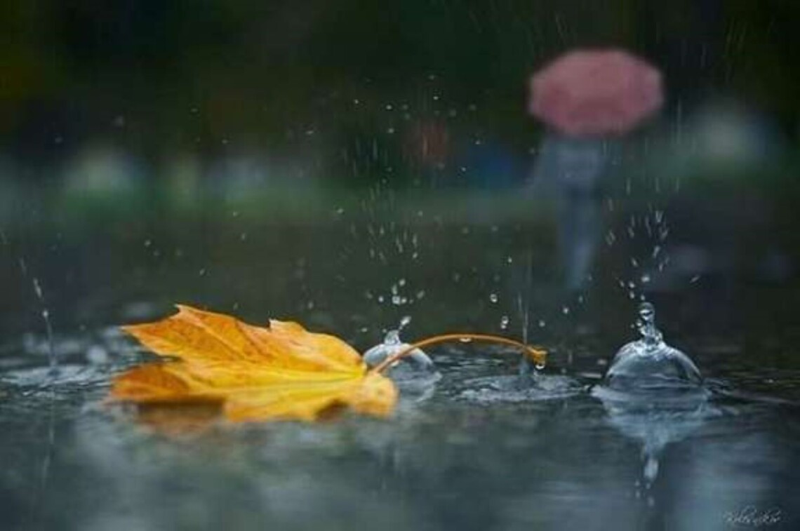 Дощі та похолодання: синоптики розповіли про погоду на Полтавщині на новий тиждень0