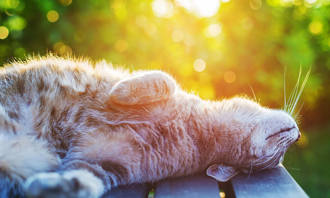 Новий тиждень у Кременчуці почнеться з літнього тепла - Новини Кременчука0