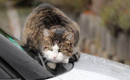 Осінь: перевіряйте авто перед поїздкою заради безпеки0
