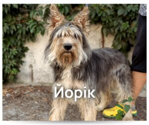 У Кременчуці тваринки чекають люблячу родину у Спецсервісі2