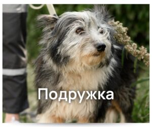 У Кременчуці тваринки чекають люблячу родину у Спецсервісі4