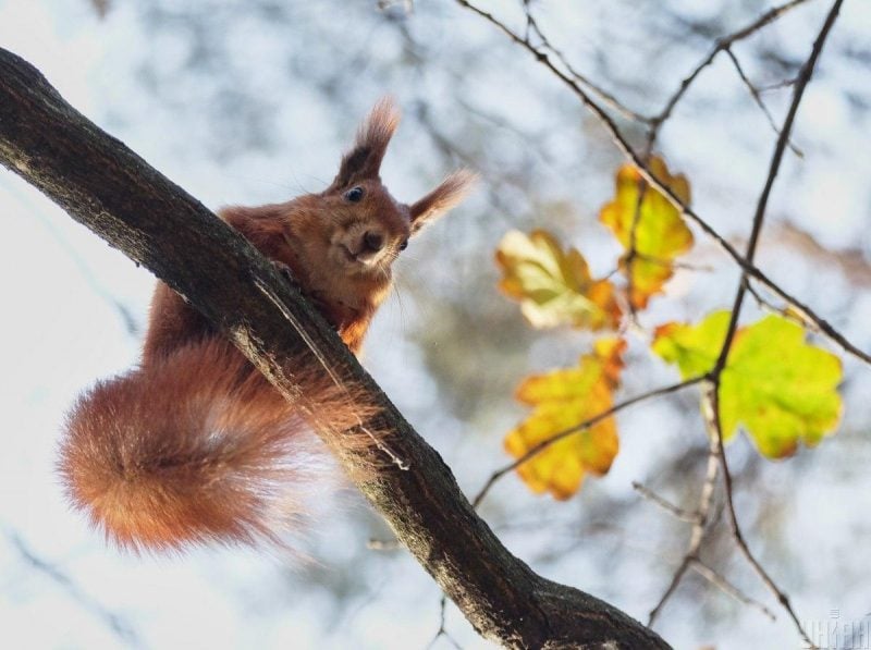 Грудень Полтавщина зустрічає хмарною погодою і без опадів