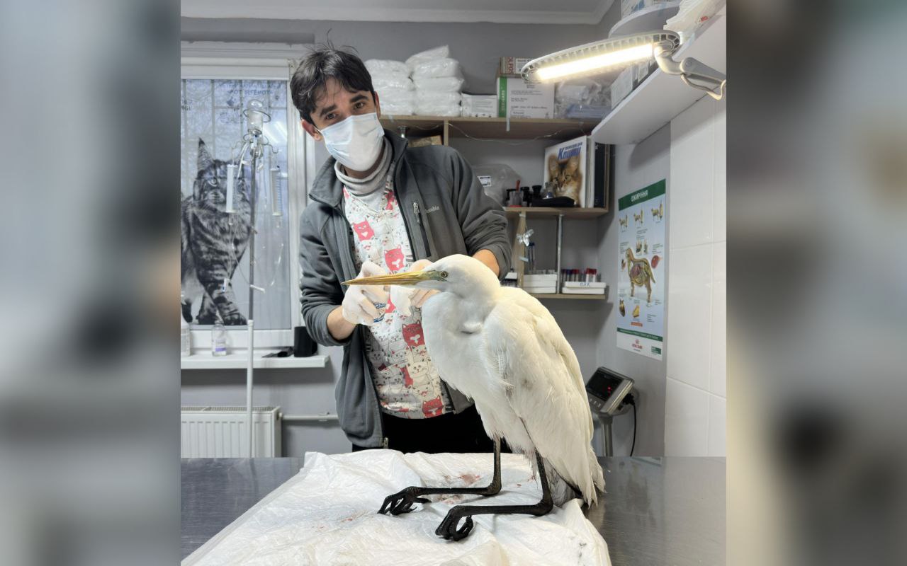 У Горішніх Плавнях врятували білого чепуру, занесеного до Червоної книги України