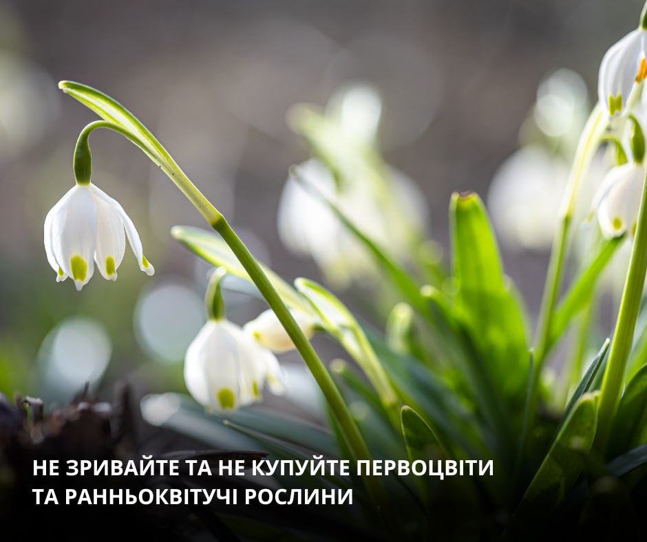 Не зривайте первоцвіти: кременчужан закликають берегти весняну природу