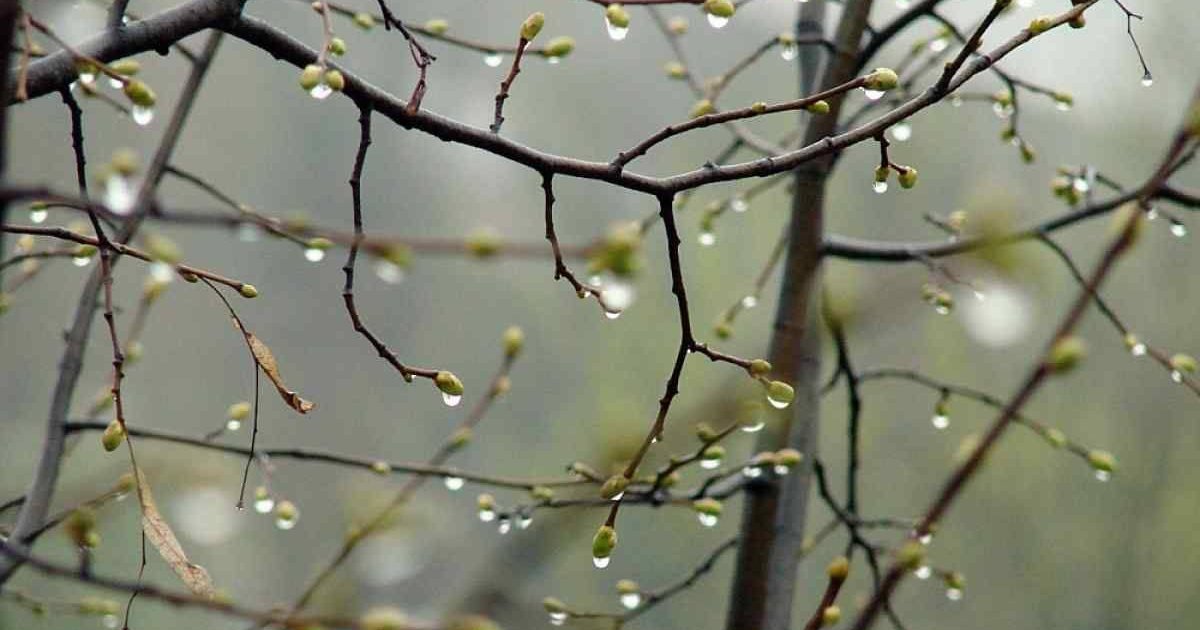 Чи очікувати похолодання та дощ на Полтавщині: прогноз синоптикині