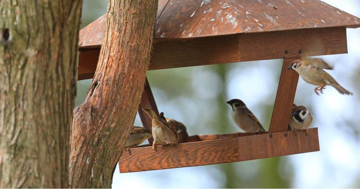 Тиждень у Кременчуці розпочнеться з теплої березневої погоди