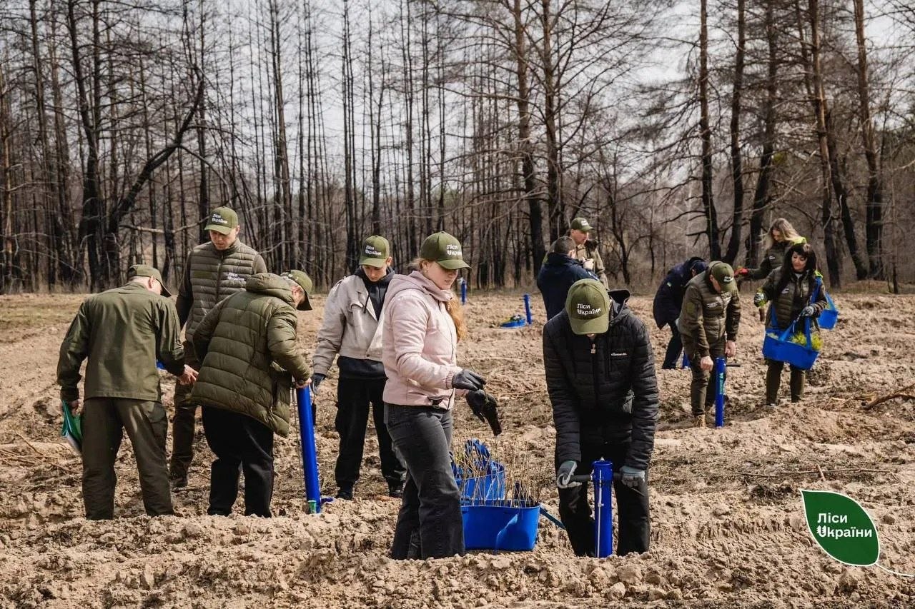 На Полтавщині відновлюють ліси після масштабної пожежі