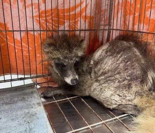 На Полтавщині врятували виснаженого єнотовидного собаку