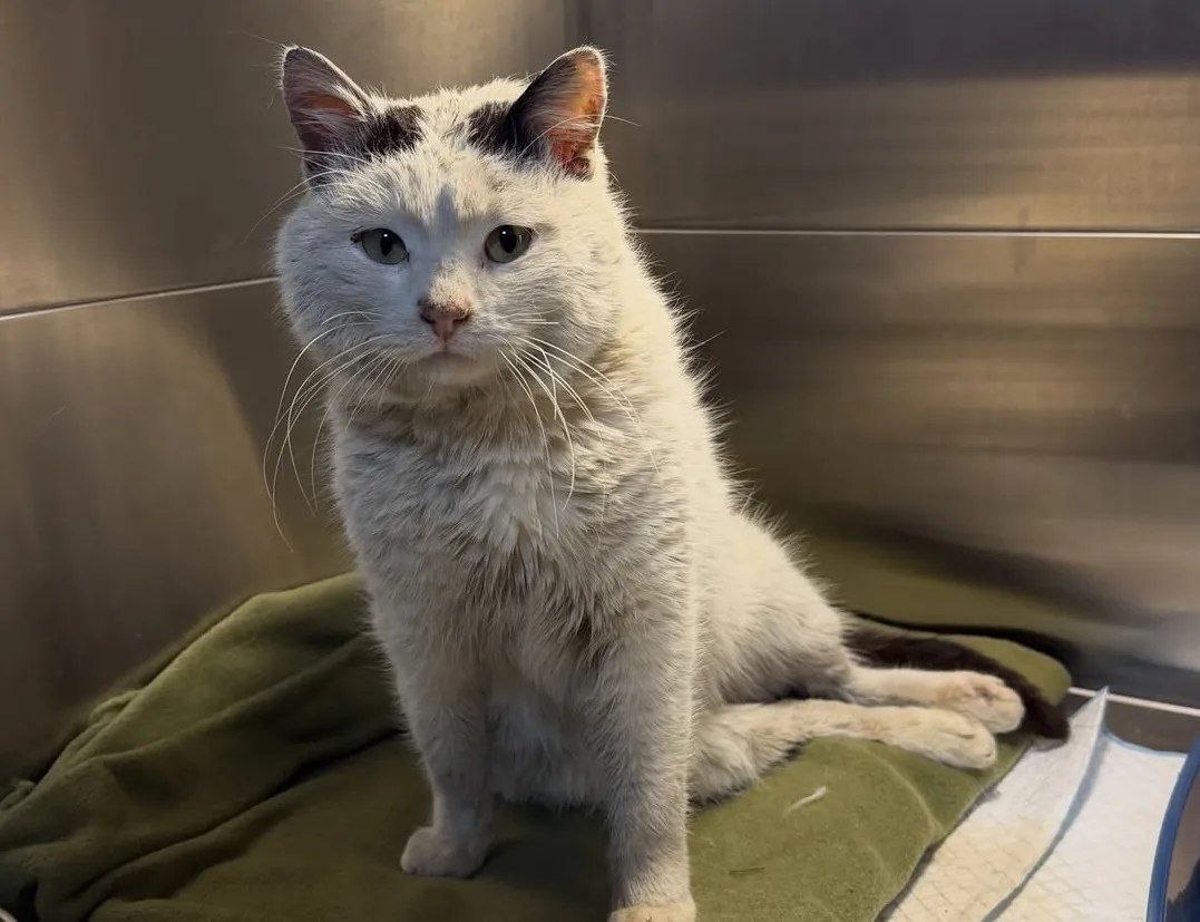 У Полтаві невідомий вистрілив у безпритульного кота: тварина у критичному стані