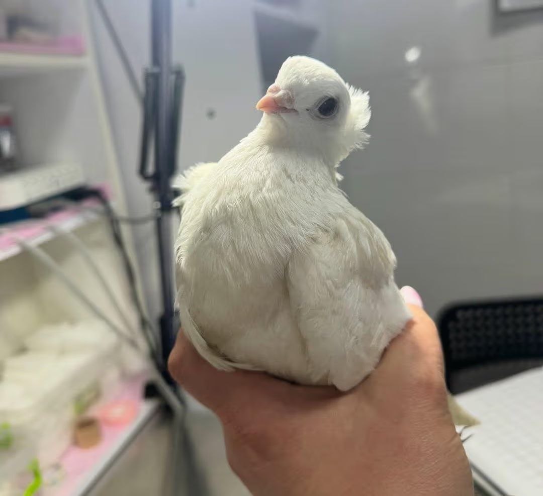 У Горішніх Плавнях врятували пораненого &laquo;весільного&raquo; голуба