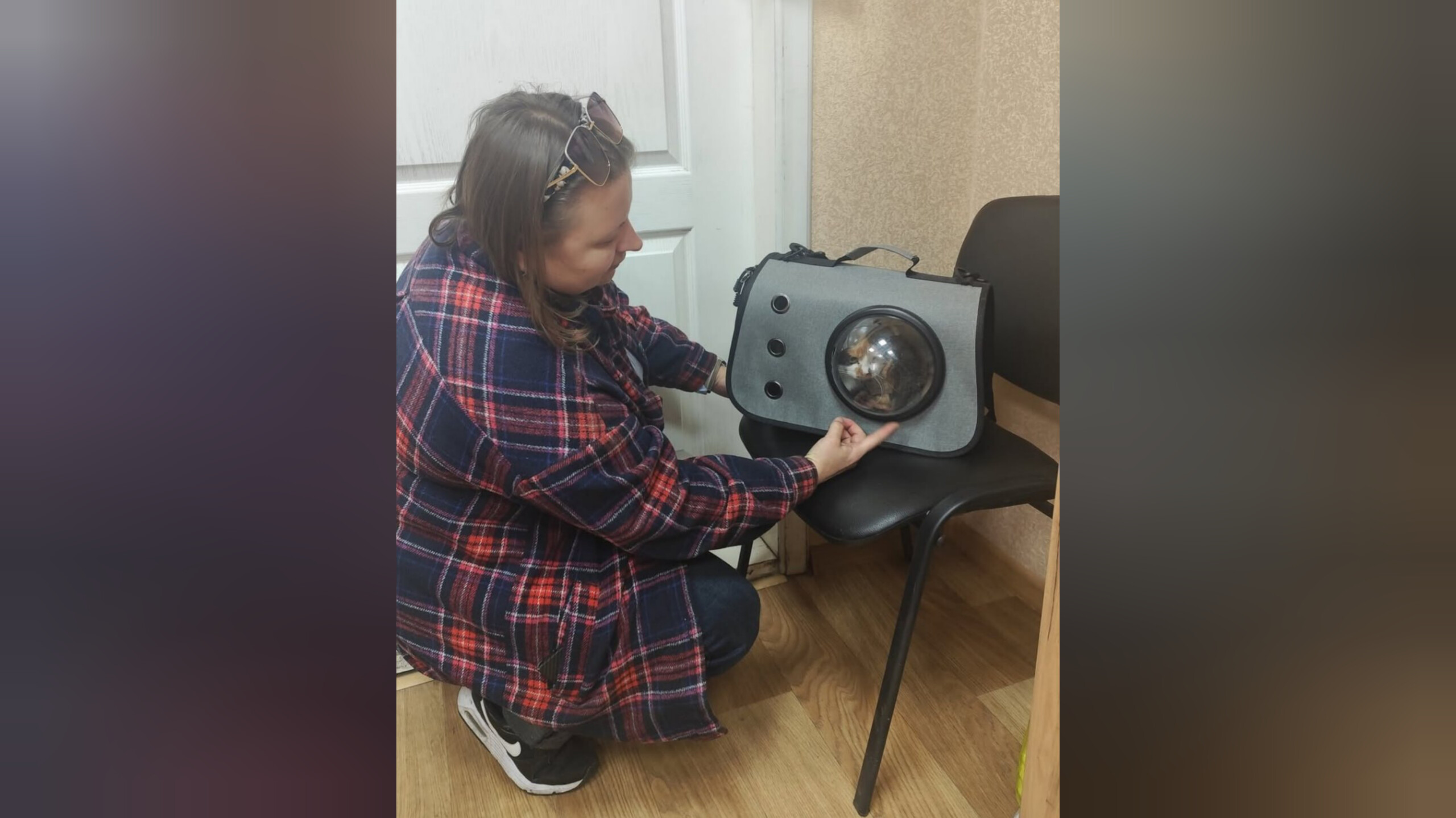 У Кременчуці ще одна кішка знайшла свою родину